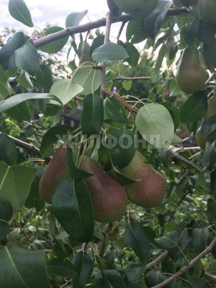 Коттедж/дом Садовая улица